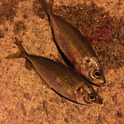 アジング　メバリング